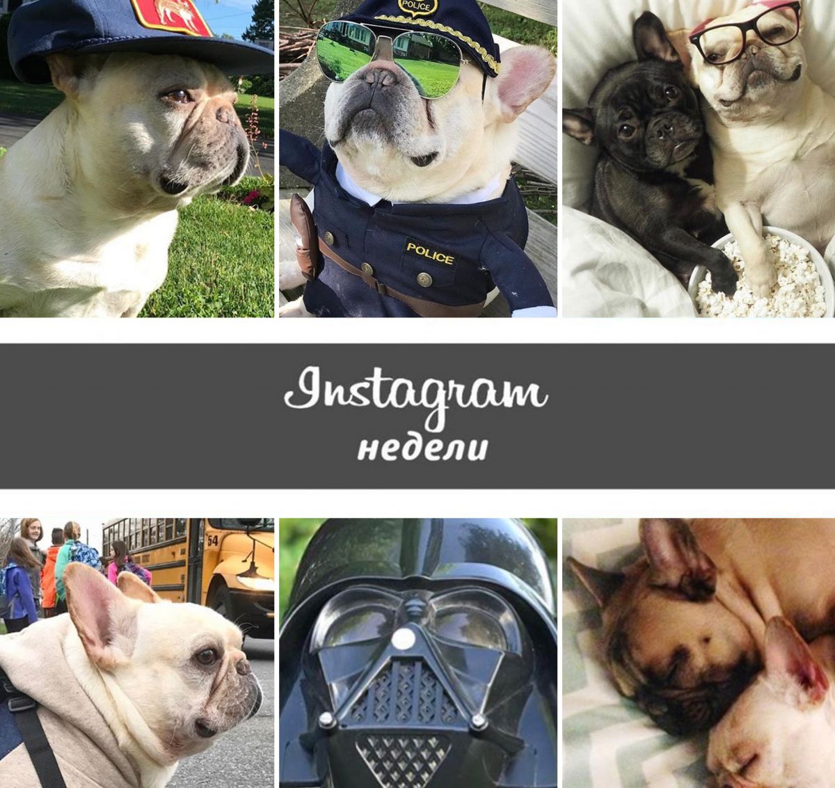 Instagram недели: @3bulldogges